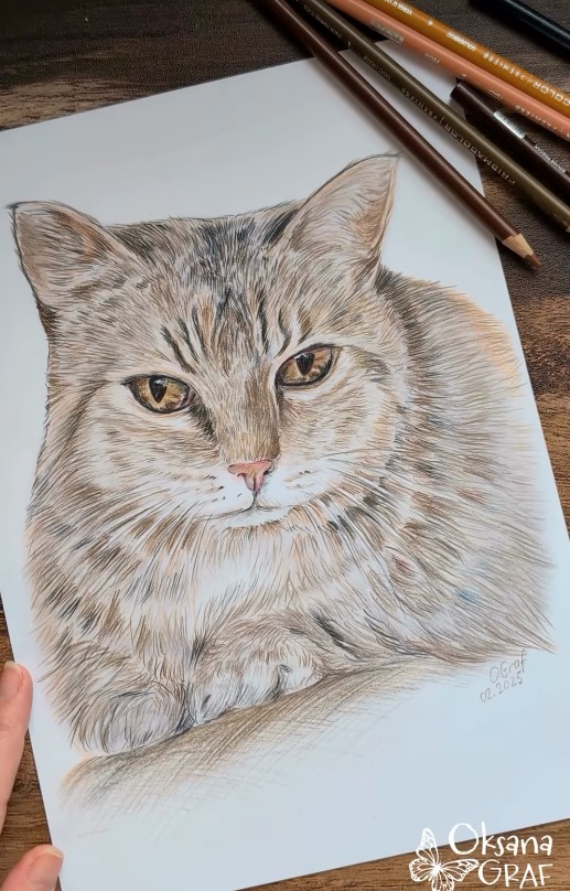 handgezeichnetes Porträt von Katze mit hochwertigen Buntstiften auf feinem Papier von Oksana Graf