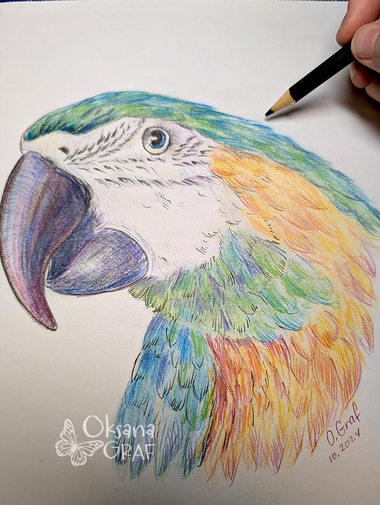 handgezeichnetes Porträt von Vogel, Papagei mit hochwertigen Buntstiften auf feinem Papier von Oksana Graf